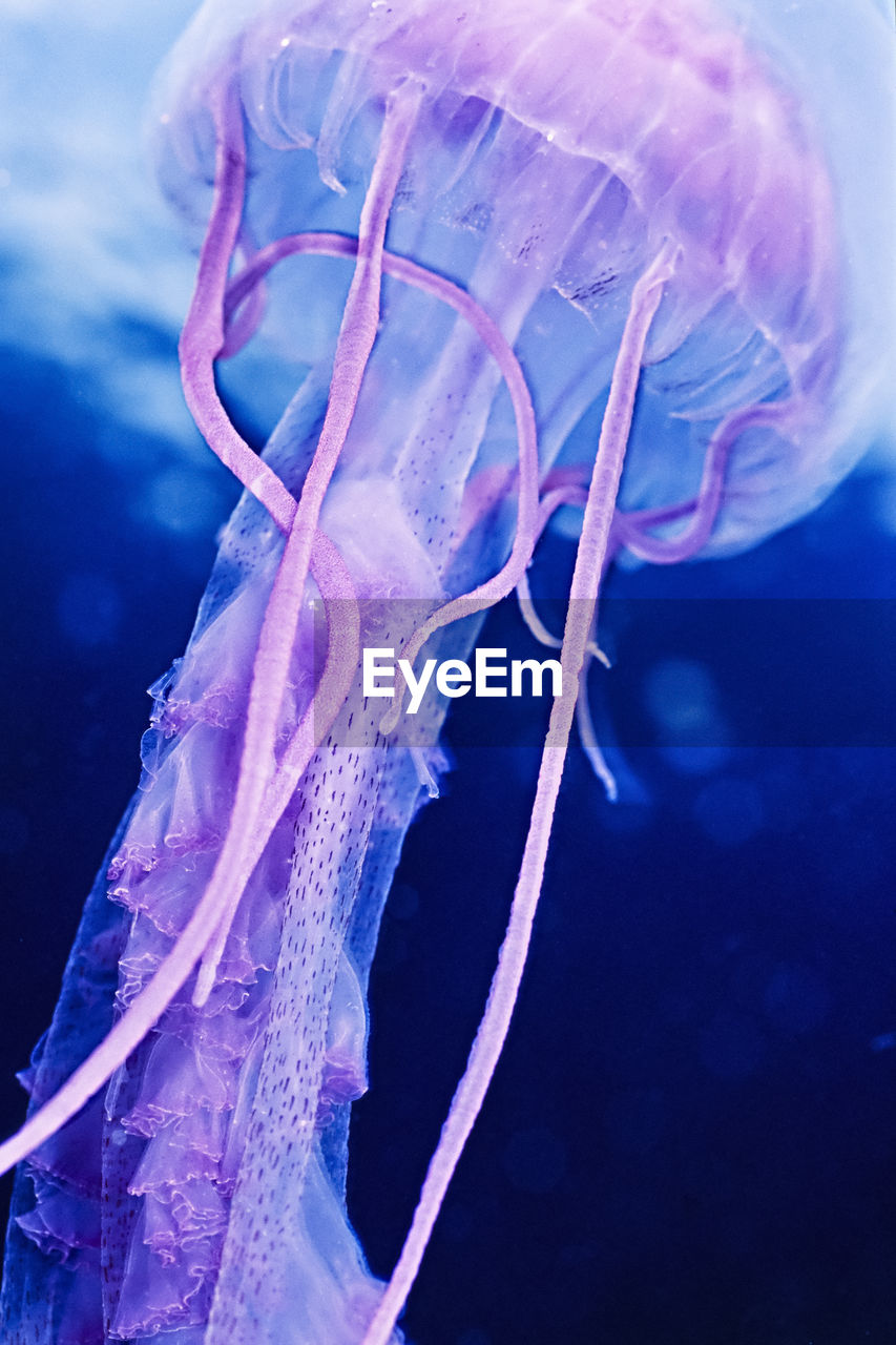 A colorful jellyfish (pelagia noctluca) in the channel islands.