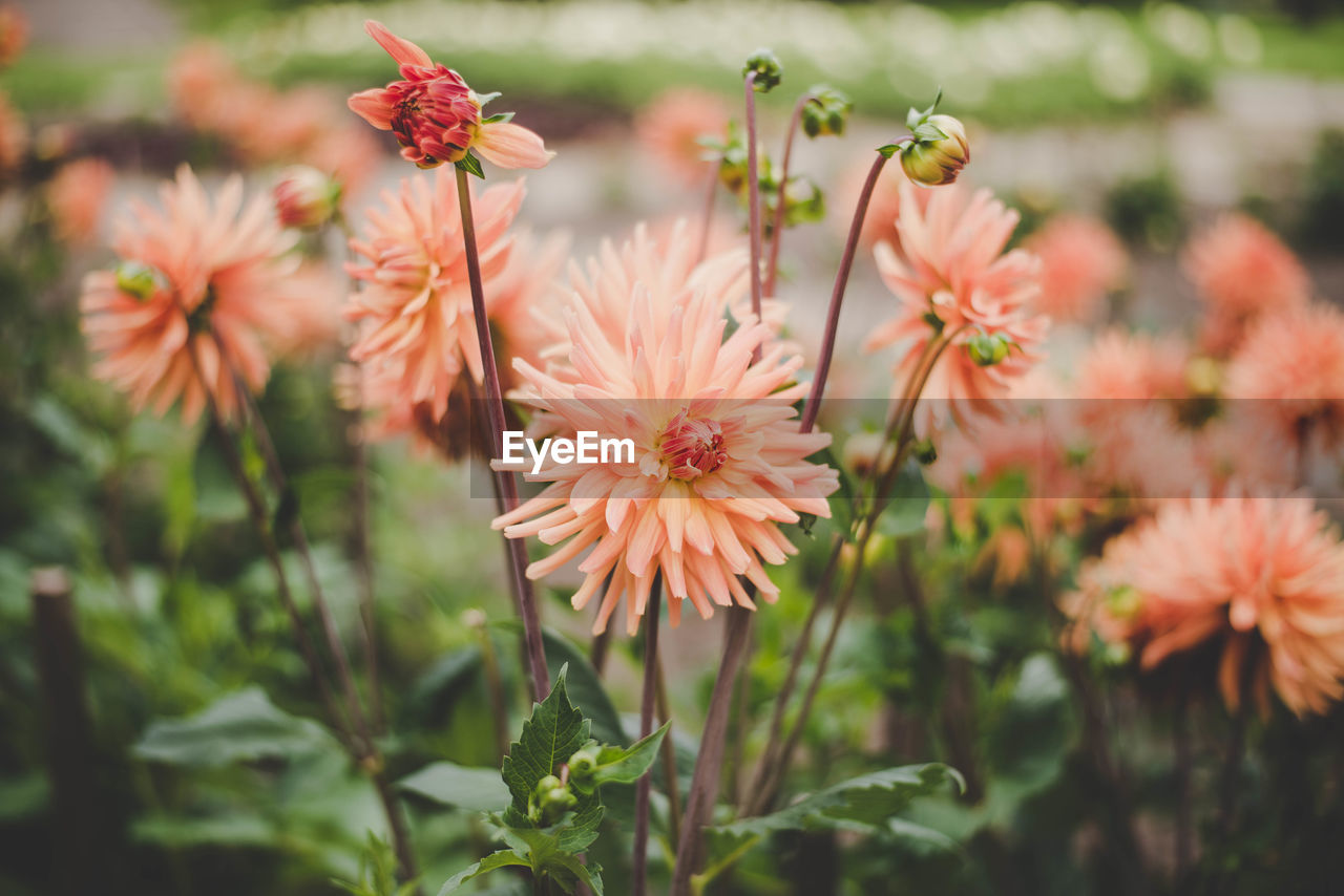 Close-up of flowers blooming outdoors