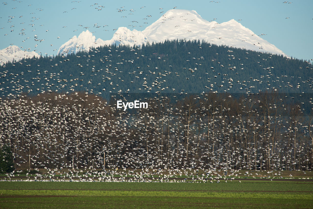 FLOCK OF BIRDS FLYING OVER MOUNTAIN AGAINST SKY