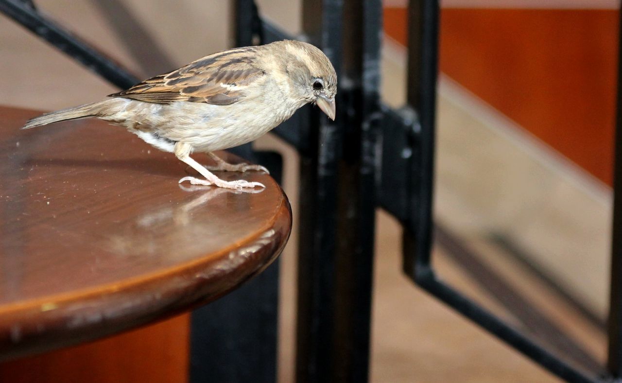 Close-up side view of bird on table