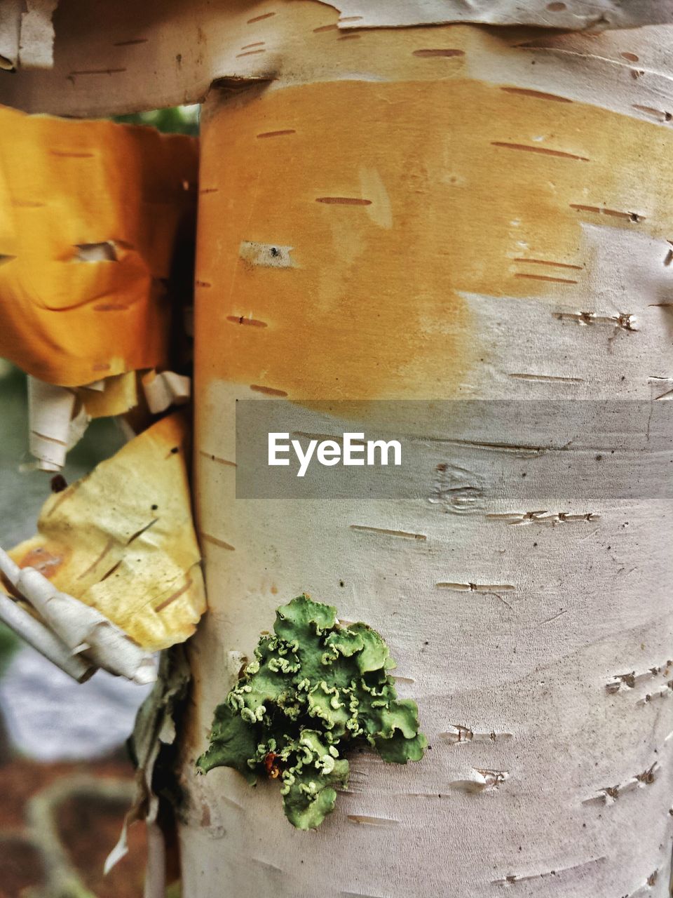 Close-up view of lichen on peeling birch tree