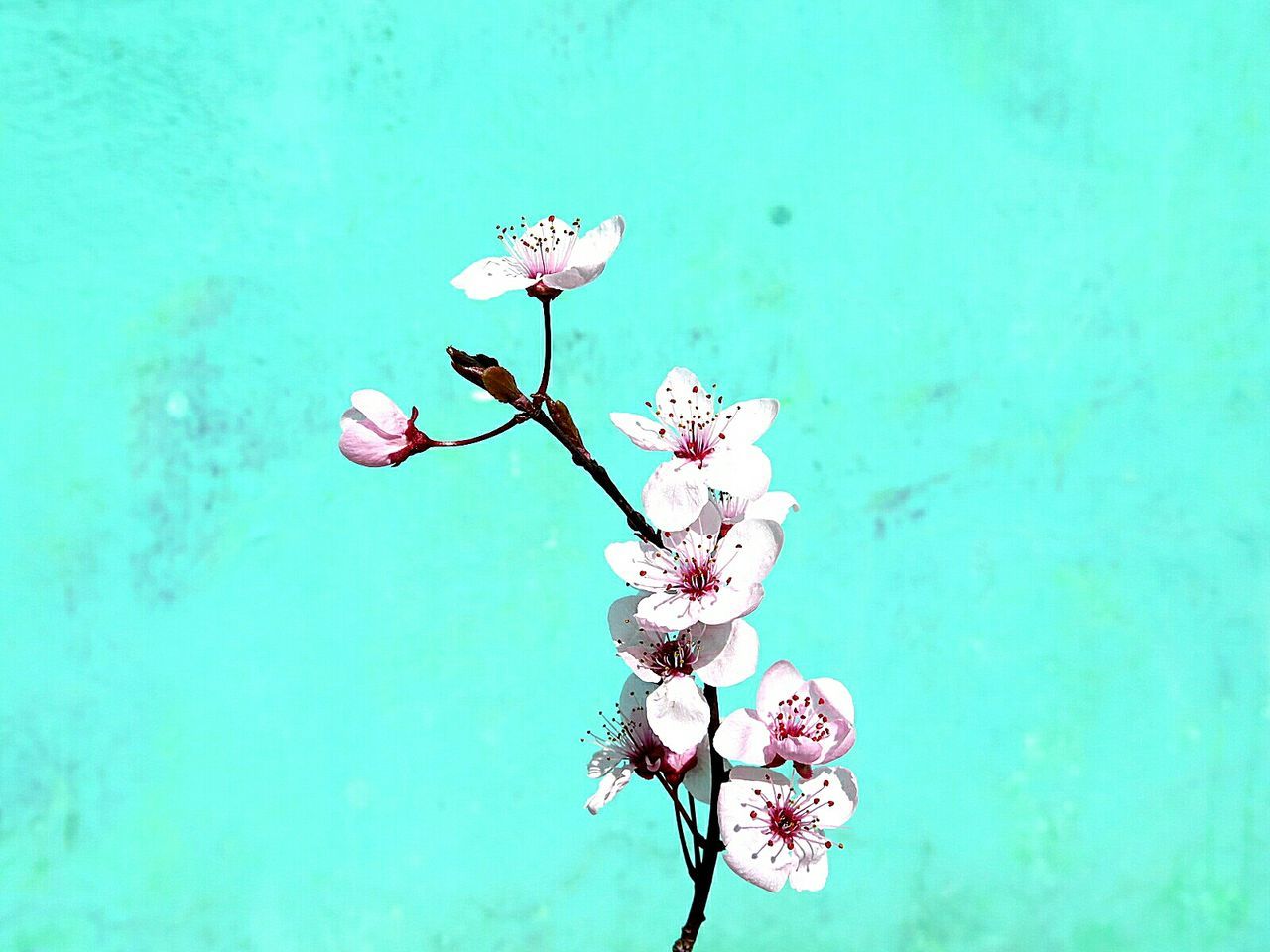 PINK FLOWERS BLOOMING ON TREE