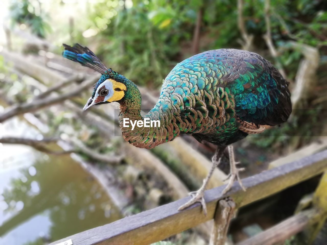 Close-up of peacock perching on railing