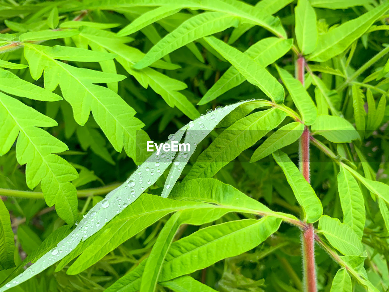 FULL FRAME SHOT OF PLANTS