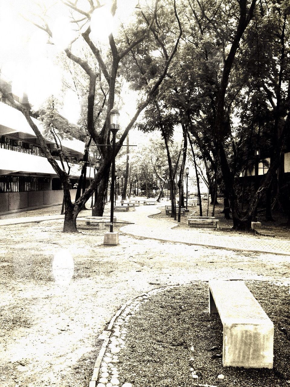 FOOTPATH ALONG TREES