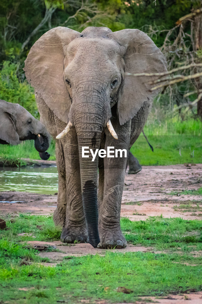 ELEPHANT IN ZOO