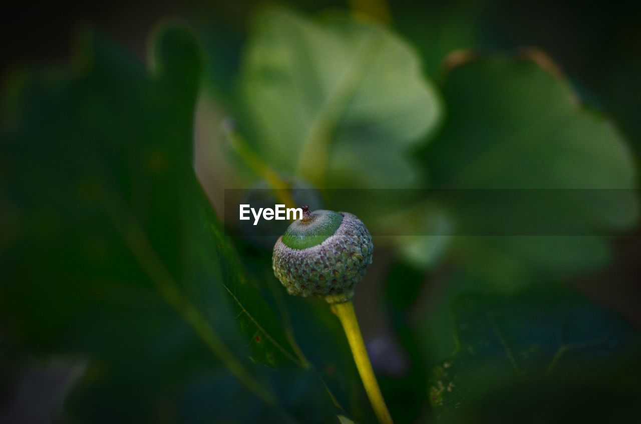 green, nature, plant, close-up, macro photography, leaf, flower, growth, plant part, beauty in nature, no people, freshness, selective focus, animal wildlife, yellow, outdoors, focus on foreground, day, sunlight, food, flowering plant, snail, petal, animal, wildflower, fragility, gastropod