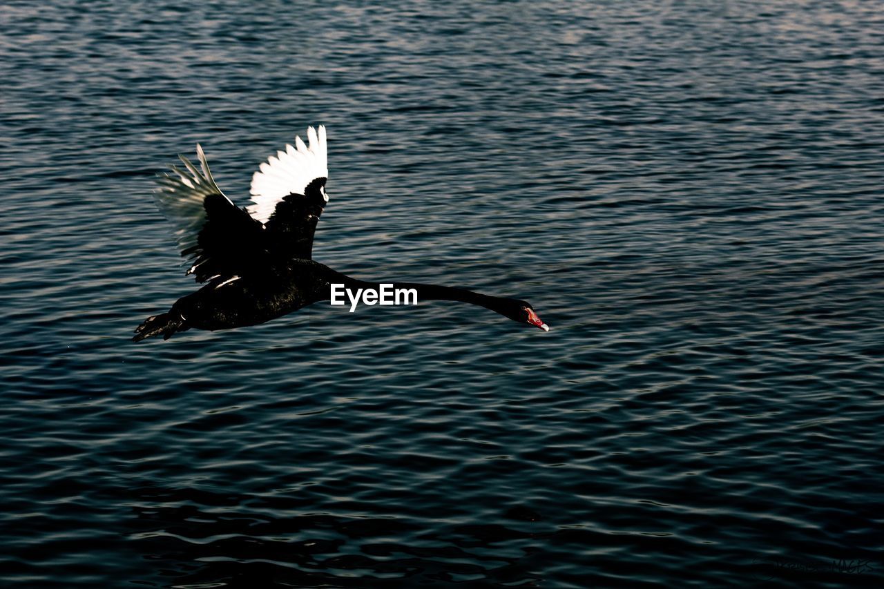 Bird flying over lake