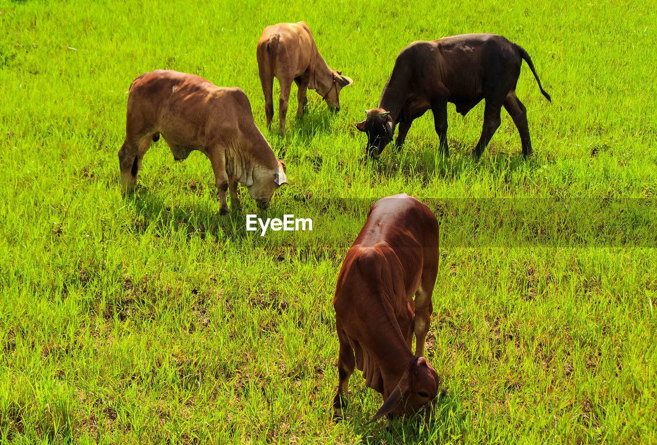 Cows grazing in a field