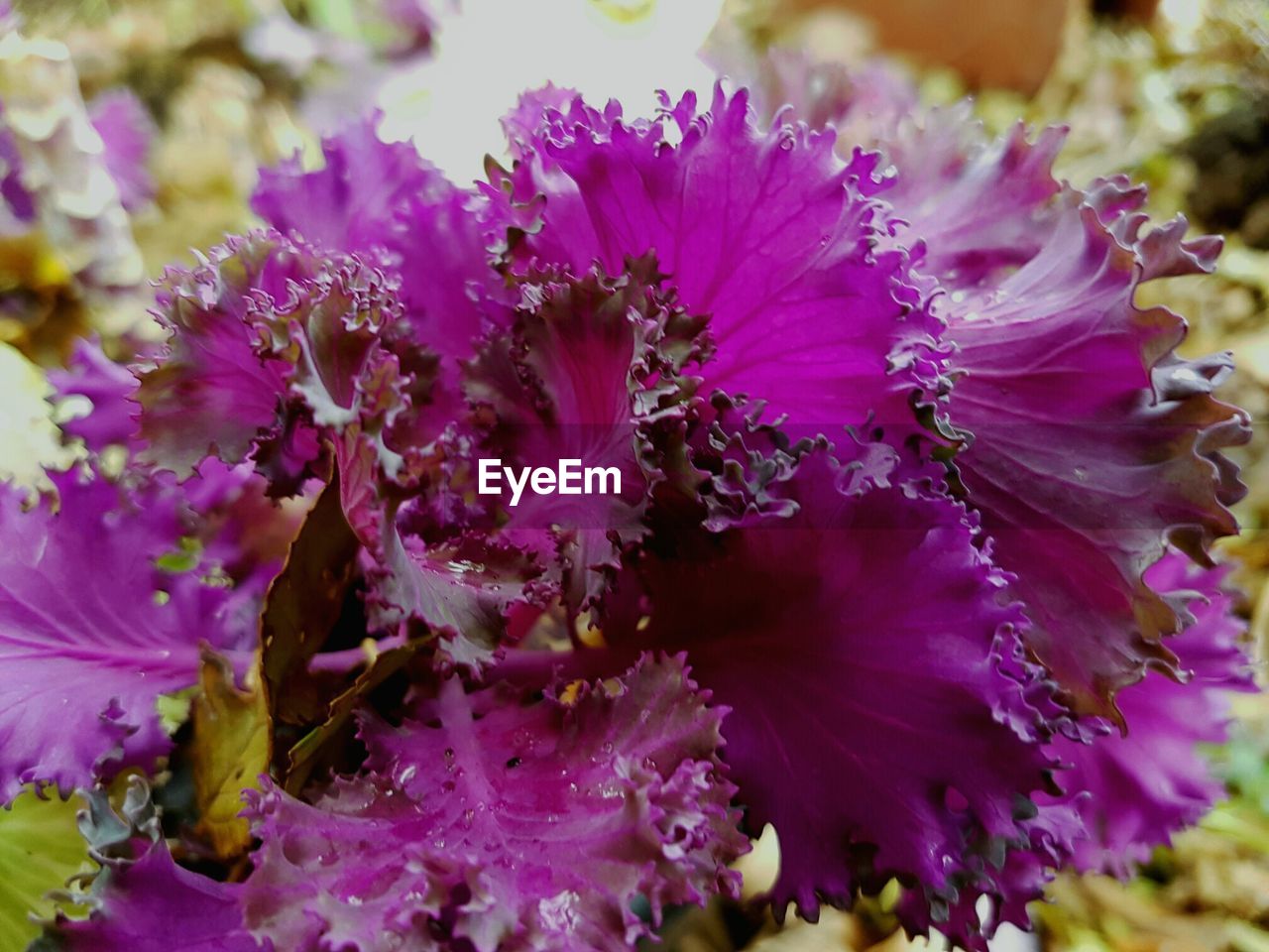 CLOSE-UP OF PURPLE FLOWERS BLOOMING