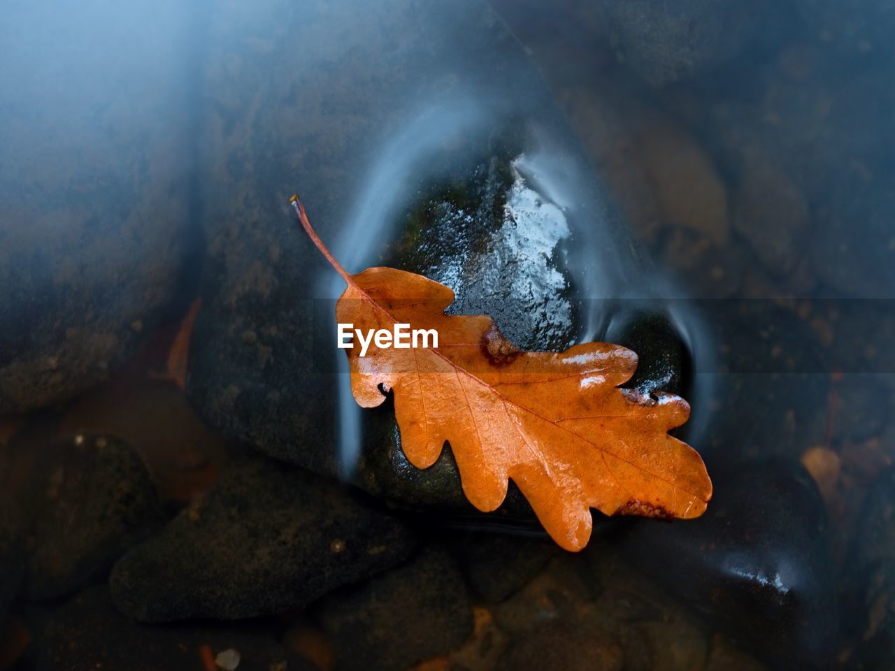 Caught rotten old oak leaf on stone in blurred water of mountain river, first autumn leaves.