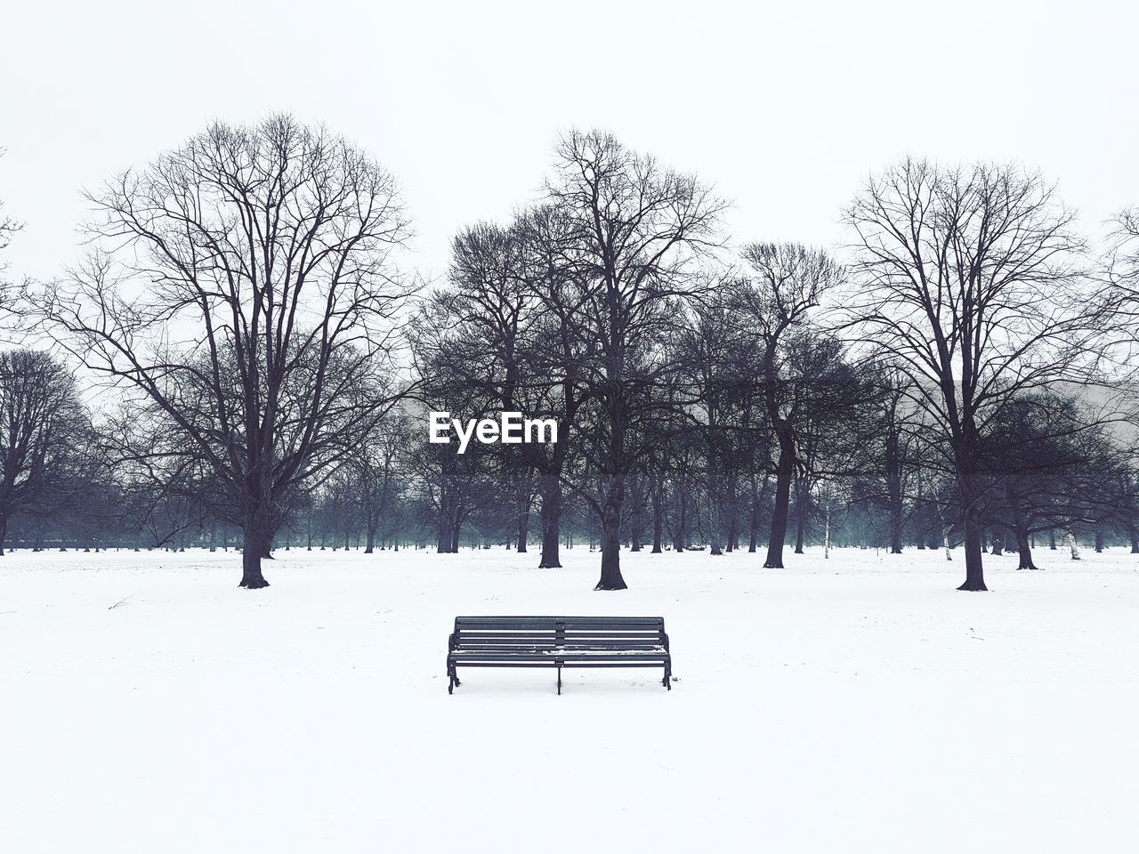 VIEW OF TREES ON SNOW COVERED LANDSCAPE