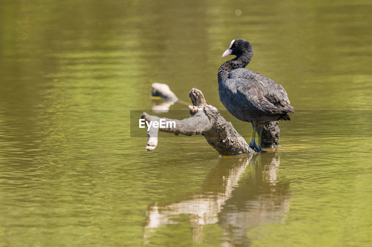 MALLARD DUCK IN LAKE