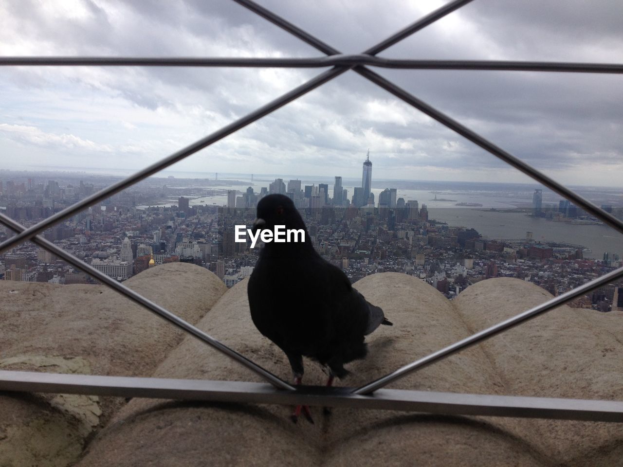 HIGH ANGLE VIEW OF A BIRD ON CITYSCAPE