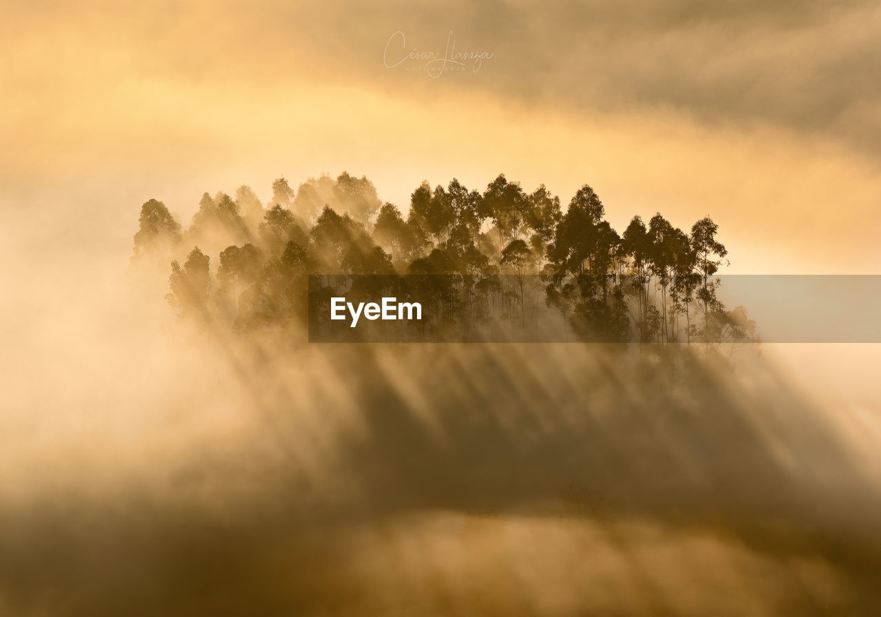 Landscape at sunrise where light passes through a forest shrouded in mist