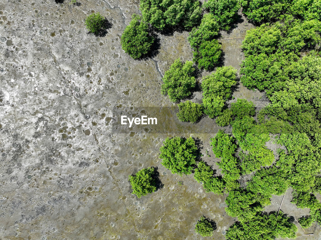 high angle view of plants