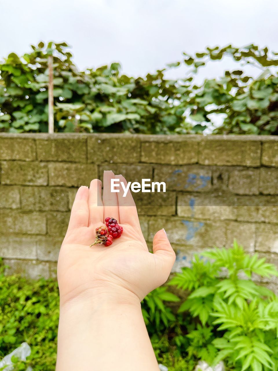 MIDSECTION OF PERSON HOLDING LEAF