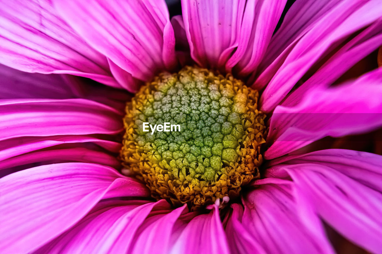 A close up of a pink daisy in spring 