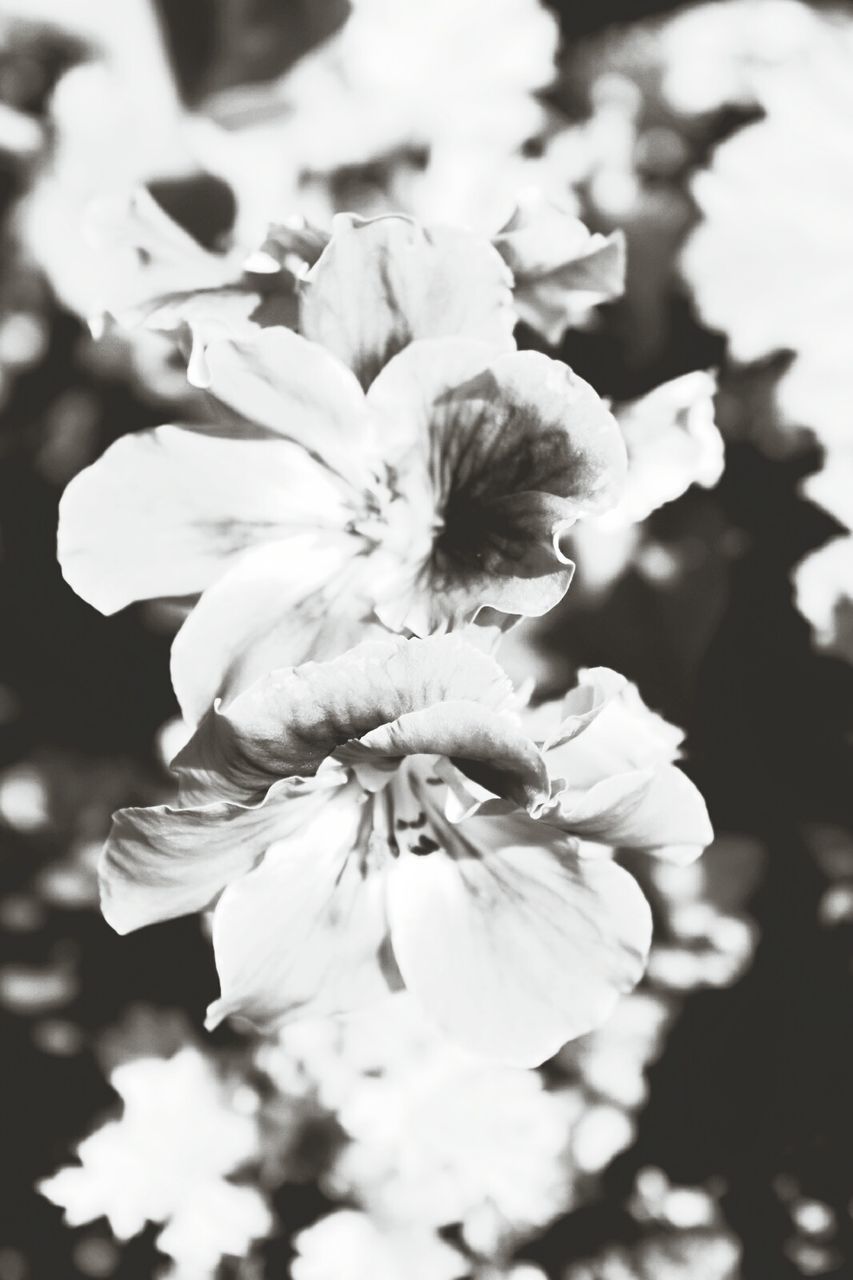 CLOSE-UP OF BLOSSOM