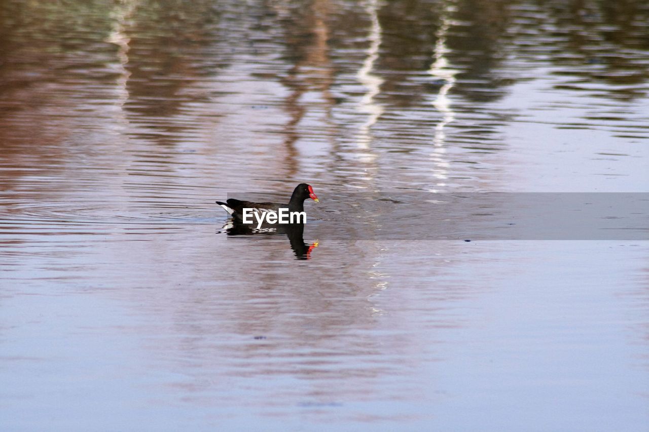 Duck swimming on lake