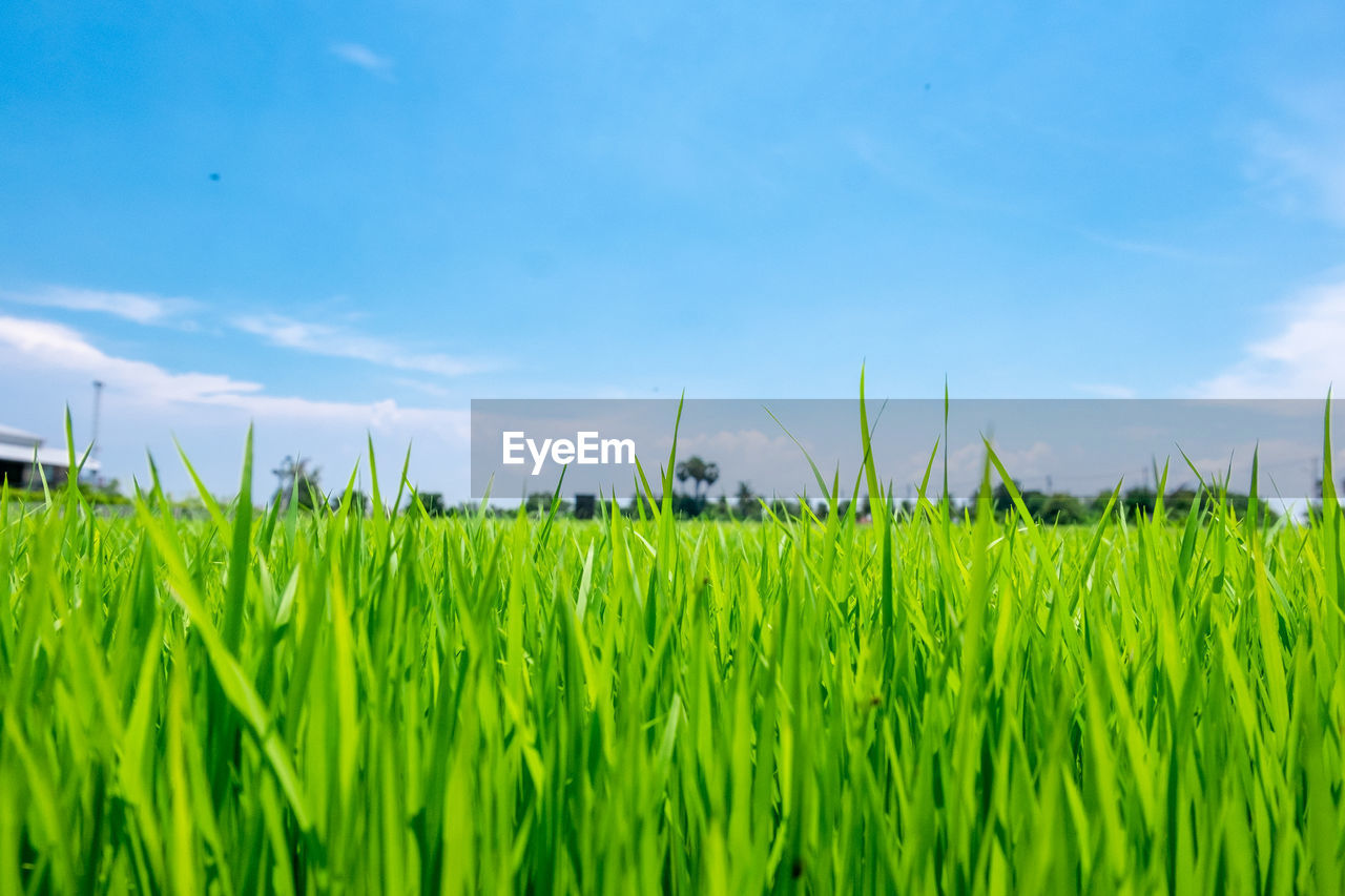 Scenic view of agricultural field against sky