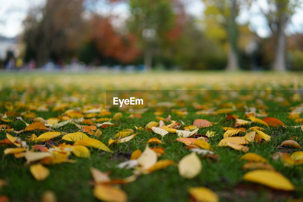 CLOSE-UP OF AUTUMNAL LEAVES ON ROAD