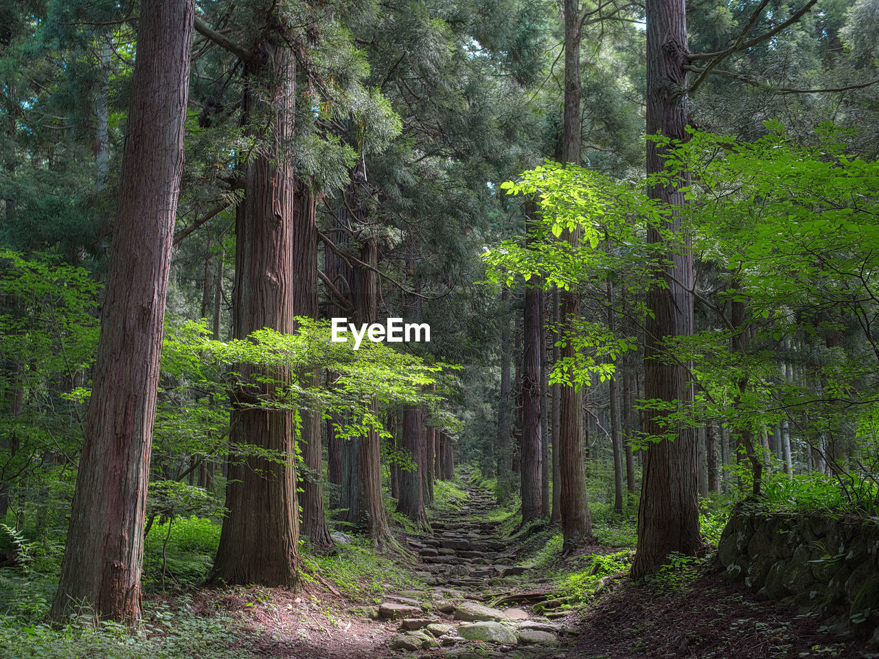 Trees growing in forest