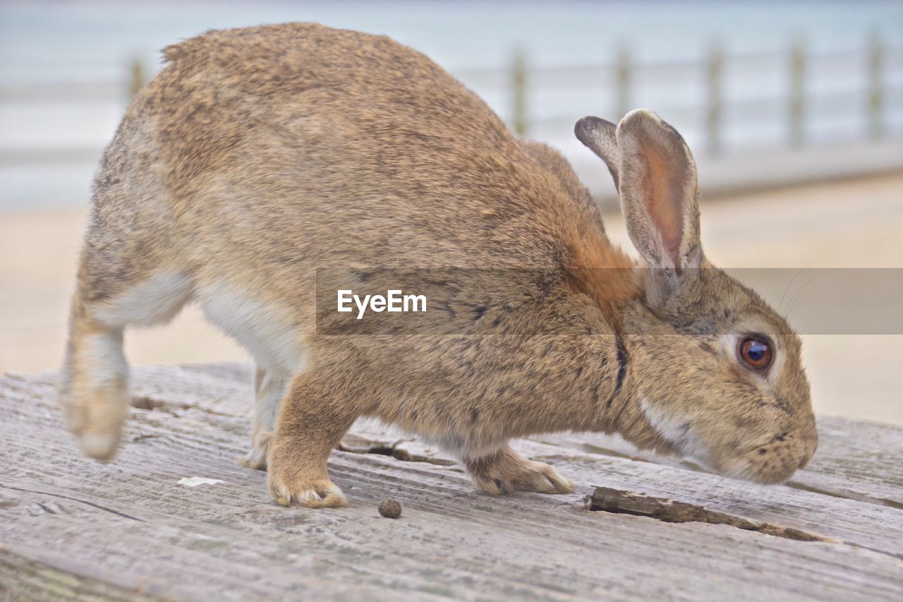 Close-up of rabbit on table