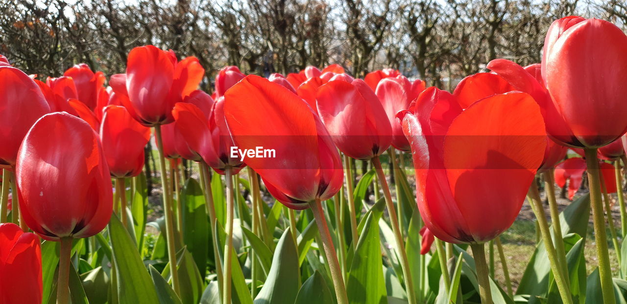 CLOSE-UP OF RED TULIPS