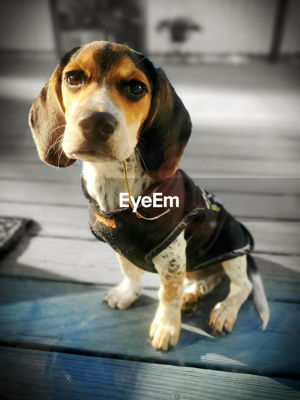 pet, one animal, dog, canine, domestic animals, animal, animal themes, mammal, beagle, basset artésien normand, puppy, basset hound, hound, no people, portrait, focus on foreground, collar, looking, treeing walker coonhound, pet collar, day, looking away, sitting