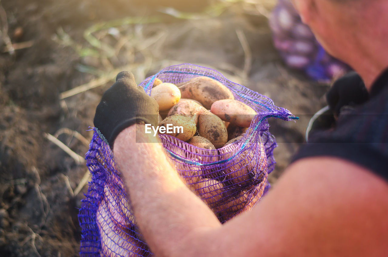 A farmer fills a mesh bag with harvest potatoes. harvesting potatoes campaign on farm plantation