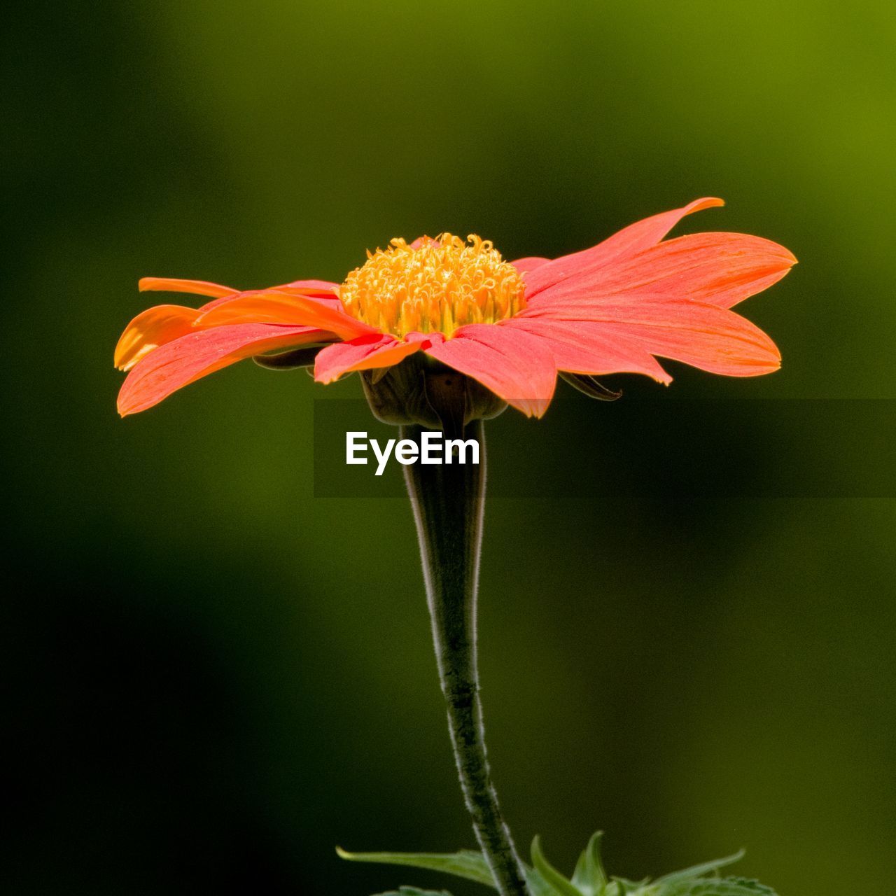 CLOSE-UP OF ORANGE FLOWER ON PLANT