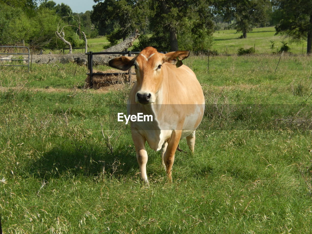 COW STANDING IN FIELD