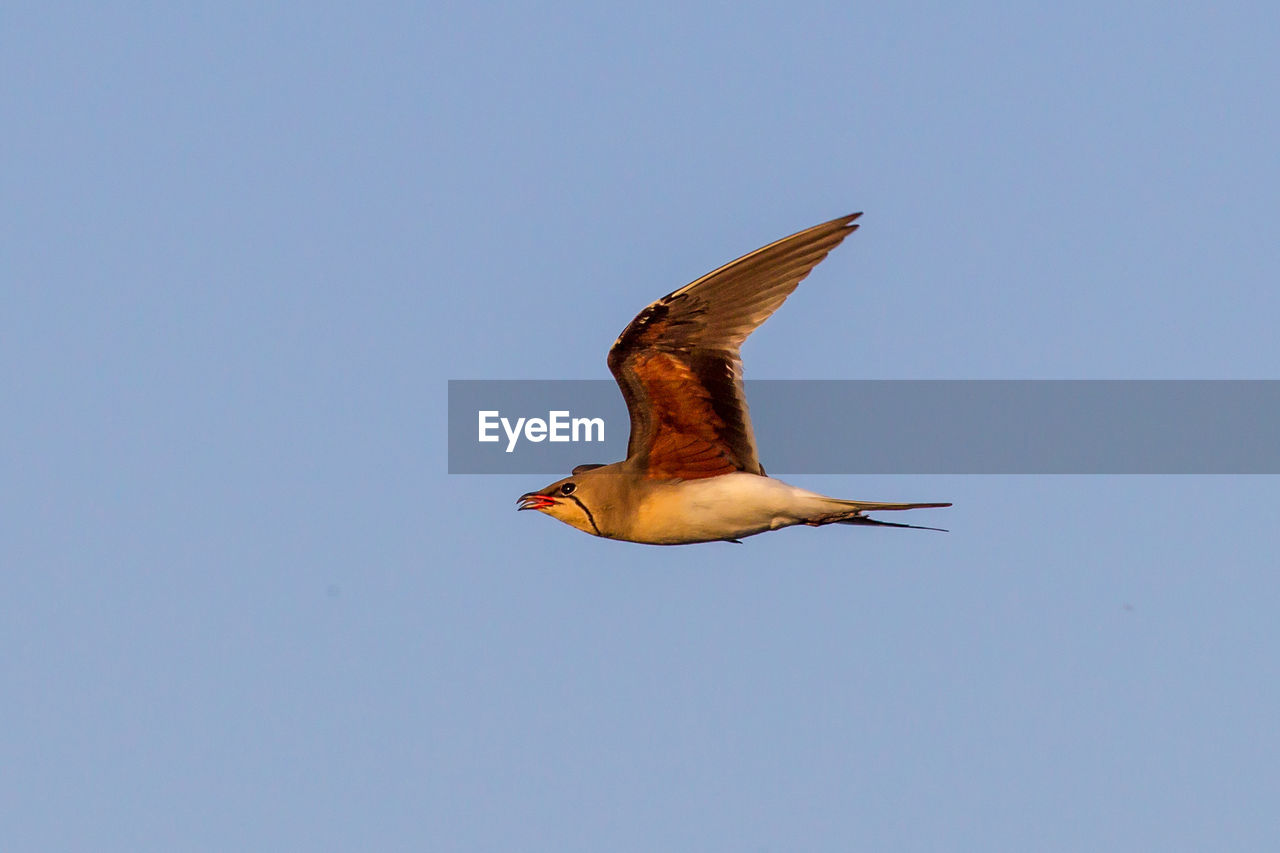 Close-up of bird flying against clear blue sky