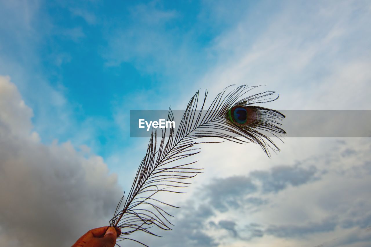 Low angle view of human hand holding peacock feather against sky
