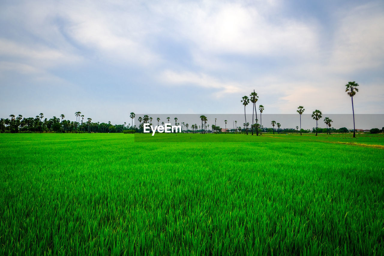 Scenic view of agricultural field against sky green 