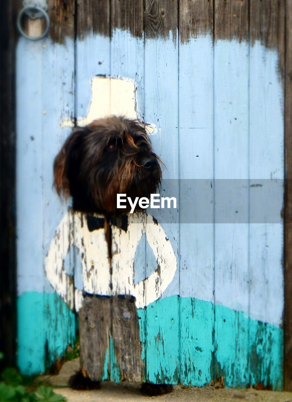 CLOSE-UP OF DOG AGAINST BLUE SKY