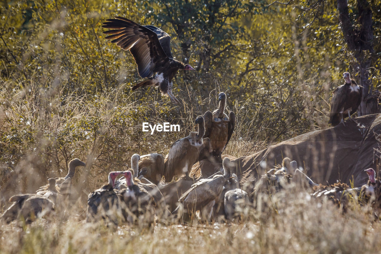 high angle view of birds in a field