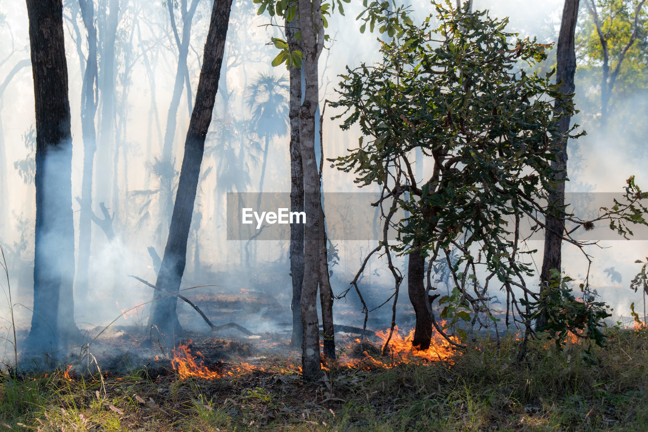 Bush fire in australia - global warming