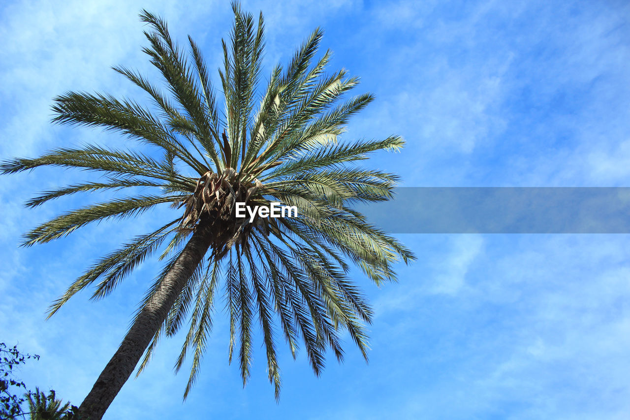 LOW ANGLE VIEW OF COCONUT PALM TREE AGAINST SKY