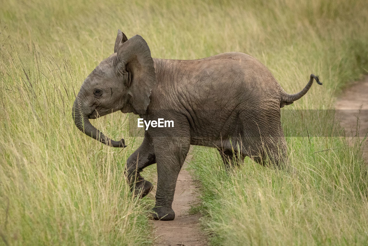 Side view of elephant calf walking on grassy land