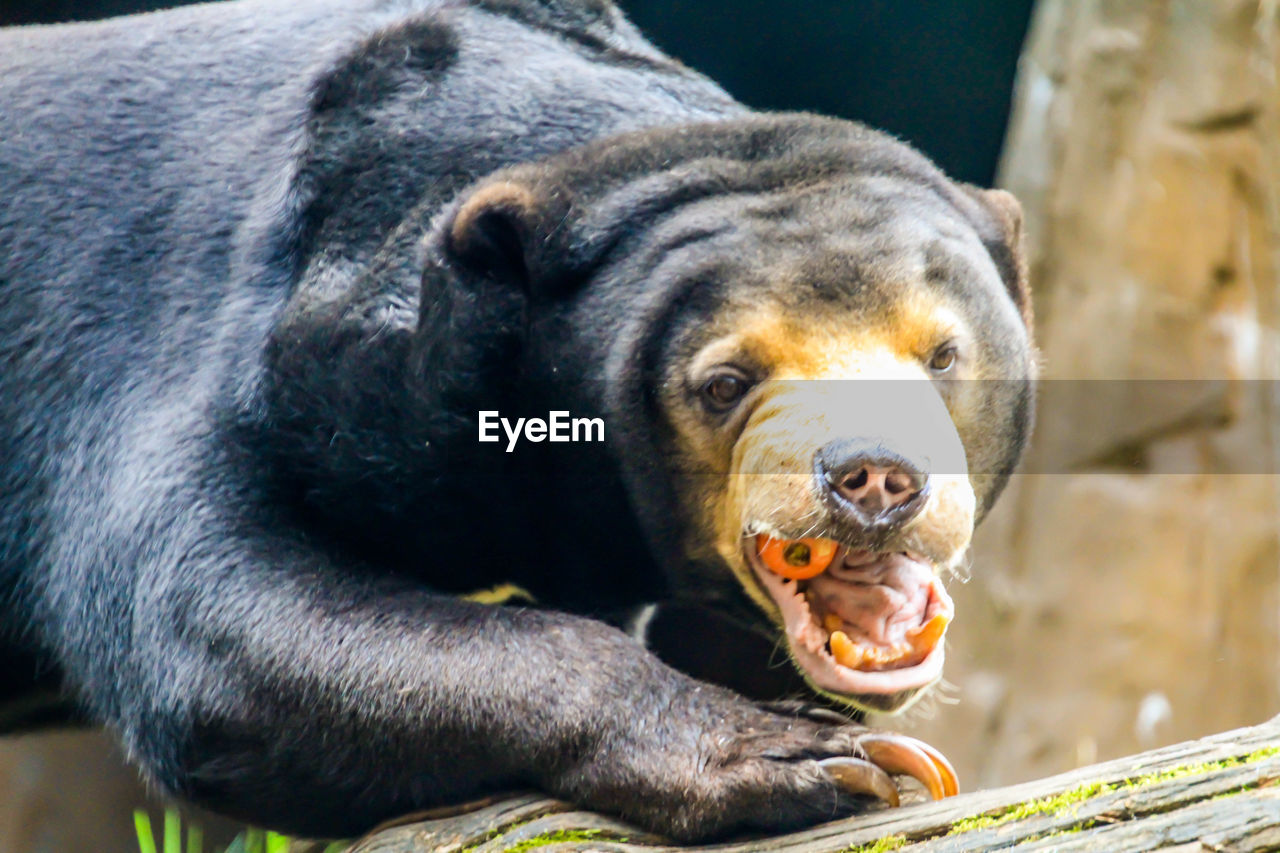 CLOSE-UP PORTRAIT OF BROWN BEAR