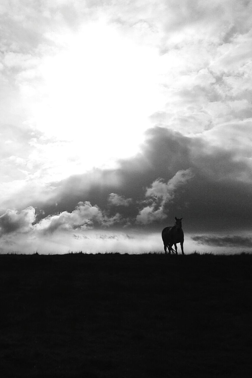 Horses standing on field against cloudy sky