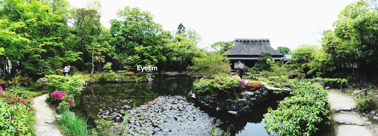 Pond by trees in garden