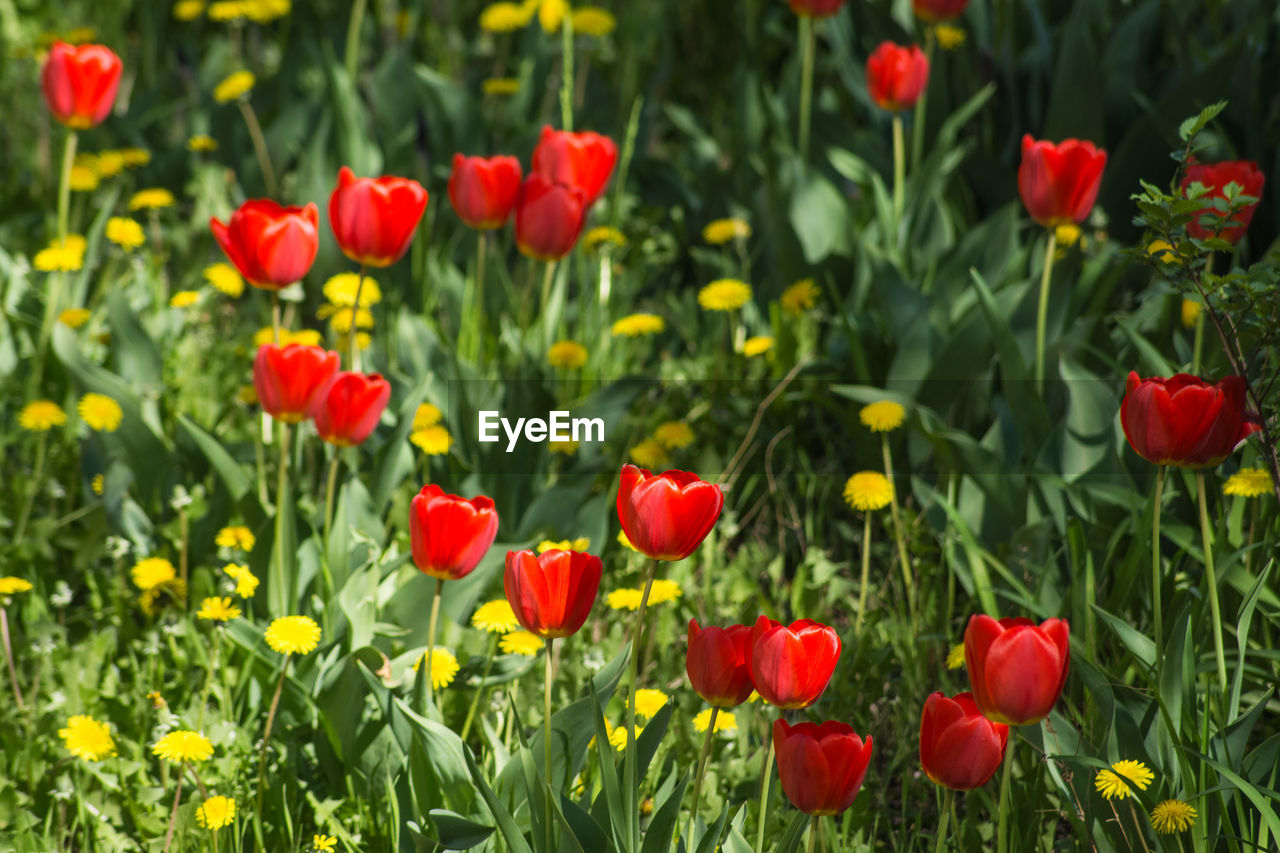 Close-up of red poppy flowers in field