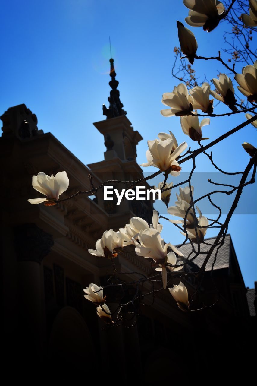 Low angle view of white flowers blooming against clear sky