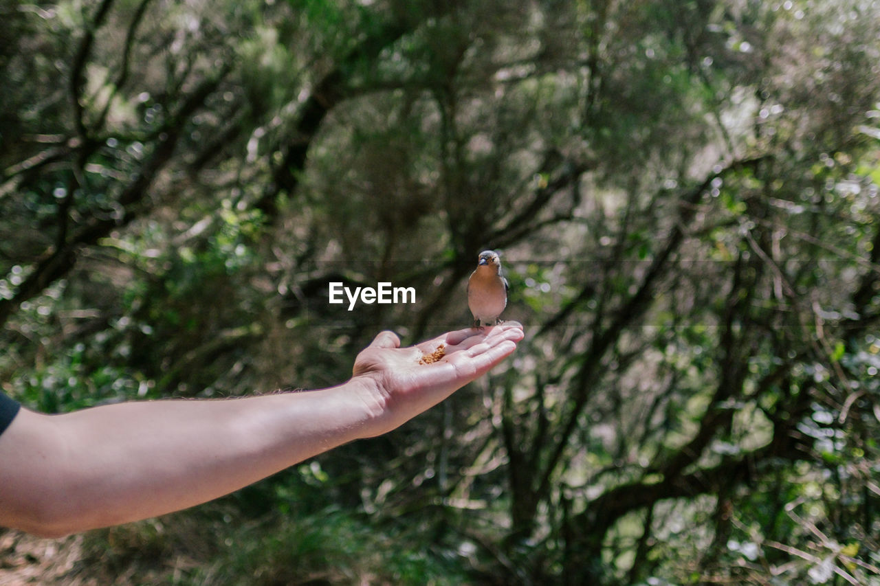 Person hand holding plant against trees