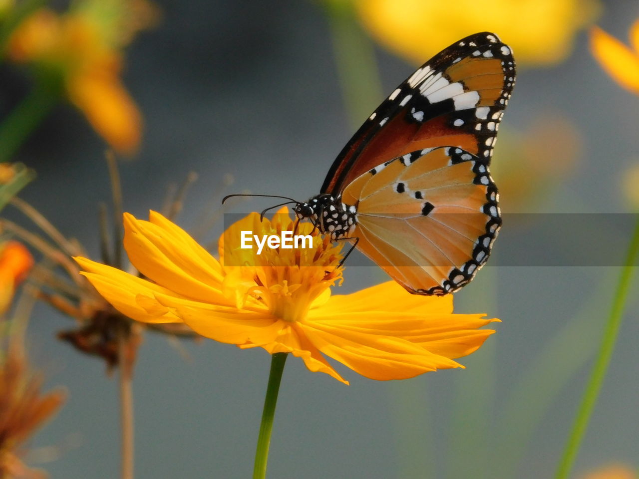 Close-up of butterfly pollinating on yellow flower