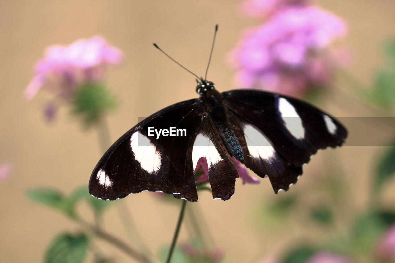 BUTTERFLY ON PURPLE FLOWER