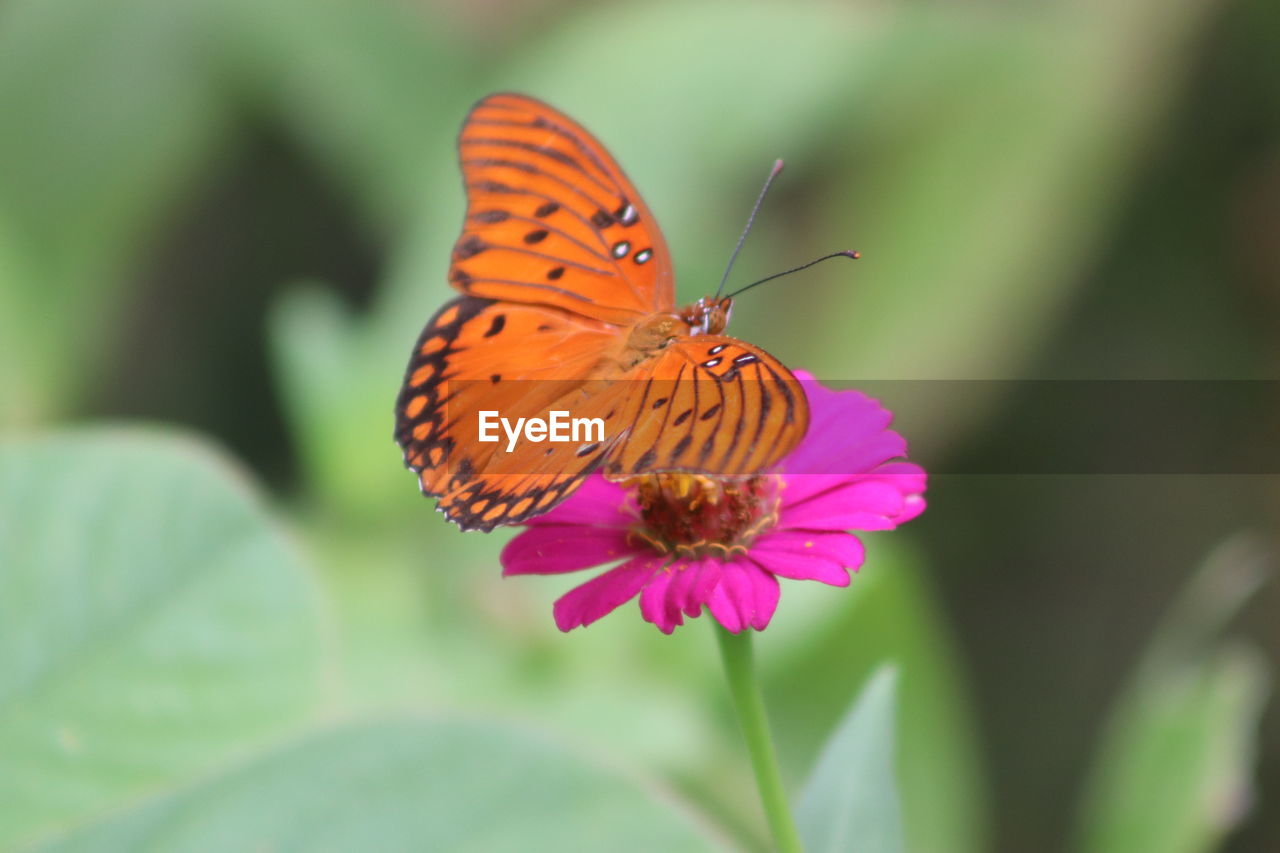 BUTTERFLY ON FLOWER